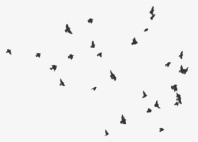 Birds From Far Away, HD Png Download, Transparent PNG