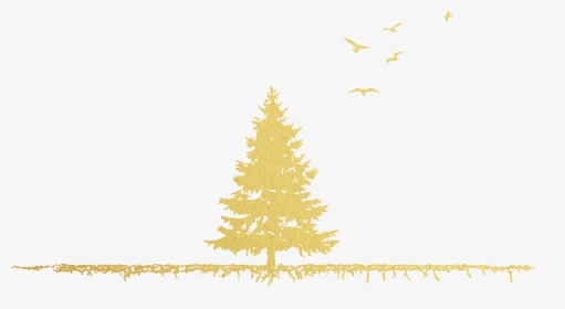 American Larch, HD Png Download, Transparent PNG