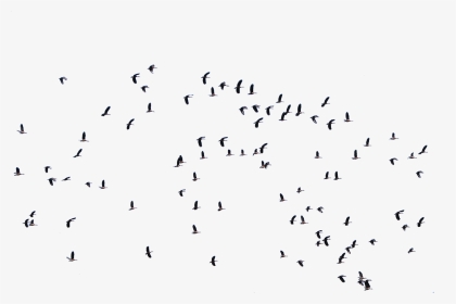 Flock Of Birds Cut Out, HD Png Download, Transparent PNG