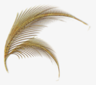 Gold Feathers Png - Golden Feathers Png, Transparent Png, Transparent PNG