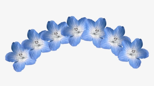 #nemophila #blue #flower #crown #blueeyes - Hydrangea, HD Png Download, Transparent PNG