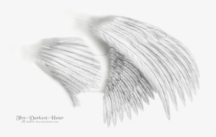 White Angel Wings Png - Wing From The Side Png, Transparent Png, Transparent PNG