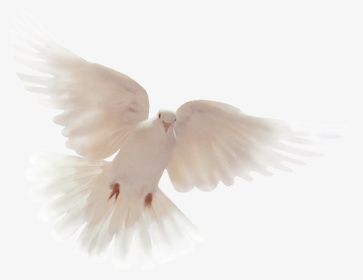 Dove Clipart Open Wing - We Want Peace Not War, HD Png Download, Transparent PNG