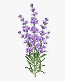 Lavender Flower Transparent Png Clip Art - Lavender White Background, Png Download, Transparent PNG