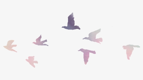 Birds, Free, And Overlay Image - Overlays For Editing Transparent, HD Png Download, Transparent PNG