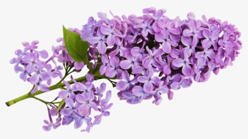 Transparent Lavender Background - Lilac Clipart, HD Png Download, Transparent PNG