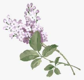 Lilac Png - 紫 丁香 手繪, Transparent Png, Transparent PNG