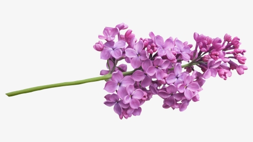 Lilac Png - Lilac Flower, Transparent Png, Transparent PNG