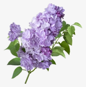 Lilac Cut Flowers Violet Hydrangea - Lilacs Flower Transparent Background, HD Png Download, Transparent PNG