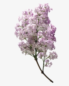 Lilac Png - Lilac, Transparent Png, Transparent PNG