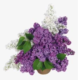 Lilac Png - Цветы Сирени На Прозрачном Фоне, Transparent Png, Transparent PNG