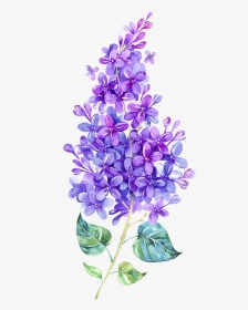 Lavender Clipart Watercolor - Watercolor Lilac Flower, HD Png Download, Transparent PNG