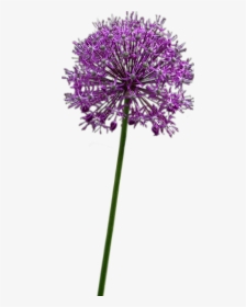 Allium Altissimum - Purple Allium Flower Png, Transparent Png, Transparent PNG