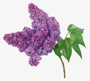 Lilac Png - Lilac Branch Png, Transparent Png, Transparent PNG