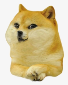 Baby Doge, HD Png Download, Transparent PNG