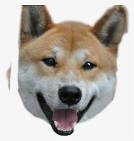 #meme #doge - Happy Shibe, HD Png Download, Transparent PNG