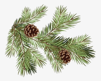Pine Branch Transparent Background - Pine Branches With Pine Cones, HD Png Download, Transparent PNG