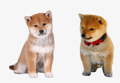Shiba Inu Puppy Sitting, HD Png Download, Transparent PNG