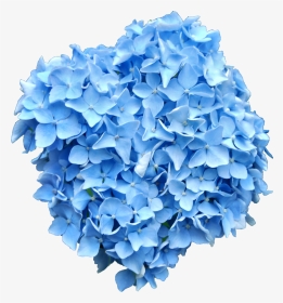 Png Blue Flowers - Blue Hydrangea Png, Transparent Png, Transparent PNG