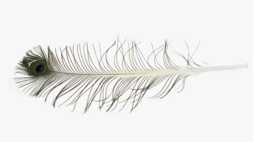 Feathers Png Free - Eyelash Extensions, Transparent Png, Transparent PNG