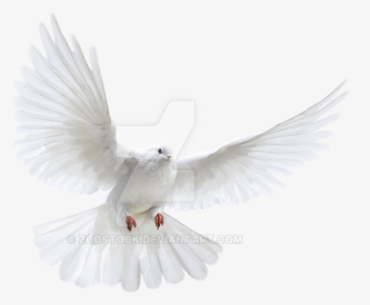 Pigeon Flying Png, Transparent Png, Transparent PNG