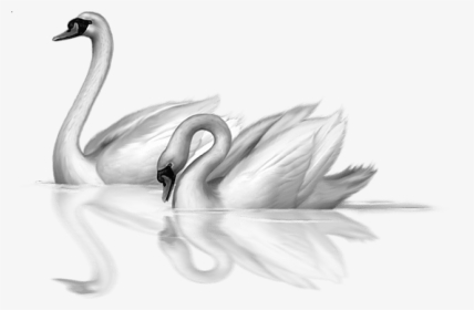 Swan Clipart Transparent Background - Swans Clipart Png, Png Download, Transparent PNG