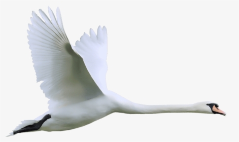 Swan Clipart Transparent Background - Swan Flying Png, Png Download, Transparent PNG