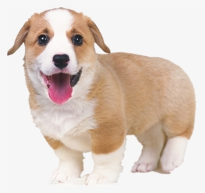 Dog Tongue Png - Cute White And Brown Dogs, Transparent Png, Transparent PNG