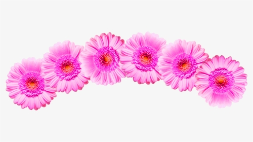 #flower #crown #pink - Barberton Daisy, HD Png Download, Transparent PNG