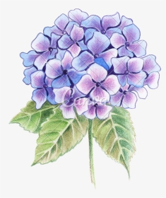 Hydrangea Transparent Watercolor - Drawing Flowers For Watercolor, HD Png Download, Transparent PNG