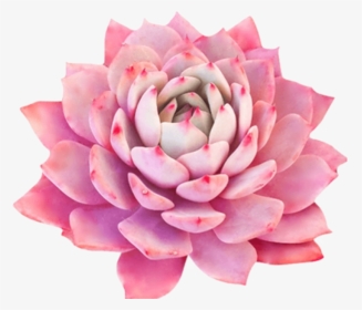#bloom #pink #frame #flower #border #flowers #white - Flower, HD Png Download, Transparent PNG