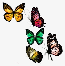 Farfalle Da Disegnare Realistiche, HD Png Download, Transparent PNG