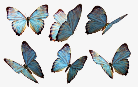 Butterflies Png Stock By Roy D - Butterflies Png, Transparent Png, Transparent PNG