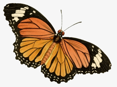 Monarch Butterfly Painted Lady, HD Png Download, Transparent PNG