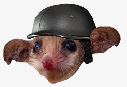 Possum With Helmet, HD Png Download, Transparent PNG