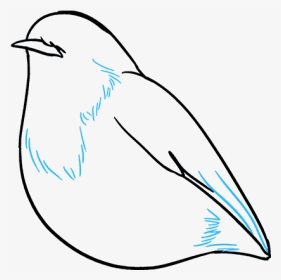 How To Draw Robin - Mountain Bluebird, HD Png Download, Transparent PNG