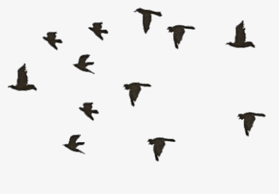 Black Bird Flying Gif - Birds Flying Png Gif, Transparent Png, Transparent PNG