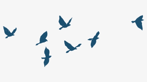Pigeon Clipart Letter Gif - Bird Gif Animation Png, Transparent Png ,  Transparent Png Image - PNGitem