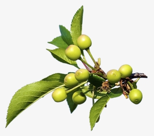 Nature Png - Olive, Transparent Png, Transparent PNG