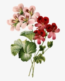 Vector Royalty Free Library Vintage Flowers Png Erbil - Flower Vintage Illustration Png, Transparent Png, Transparent PNG