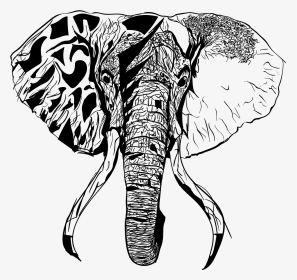 Drawing Elephants Head - Transparent Elephant Sketch Png, Png Download, Transparent PNG