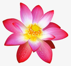 Sacred Lotus Flower Deviantart Painting - Lotus Flower Png, Transparent Png, Transparent PNG