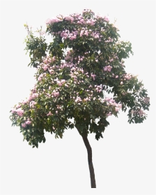 Tree Plan, Pin Putichai Sam Tree Cut Out Cambodian - Transparent Magnolia Tree Png, Png Download, Transparent PNG