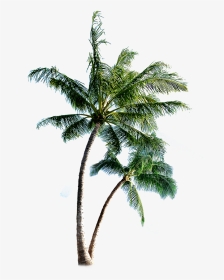 Palm Tree Transparent Background - Coconut Tree Png, Png Download, Transparent PNG