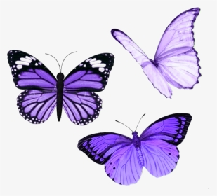 #butterfly #butterflies #purple #aesthetic #tumblr - Purple Aesthetic Stickers Butterfly, HD Png Download, Transparent PNG