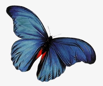 Butterfly Png Download - Animations Butterfly Animated Gif, Transparent Png, Transparent PNG