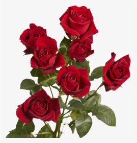 Valentine S Day Red Spray Roses Delivery - Floribunda, HD Png Download, Transparent PNG