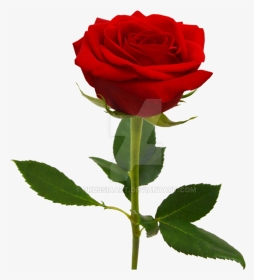 On A Background By - 1 Rose Background Red, HD Png Download, Transparent PNG