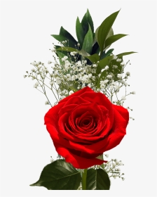 Red Roses For Valentine S Day Flower Fundraiser - Single Flower, HD Png Download, Transparent PNG