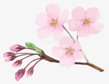 グレースケールの桜の花 フレームシンプルでかわいい枠無料 白黒 桜 イラスト 白黒 枠 Hd Png Download Transparent Png Image Pngitem